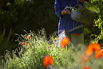 Woman watering a garden, Dorset, England, UK