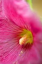 Stigma and anthers of a hollyhock (Alcea rosea) in a Dorset garden. England, UK