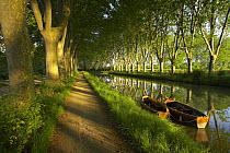 The tow path with row boats on the Canal du Midi, nr Carcassonne, Languedoc, France