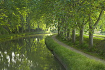 The tow path on the Canal du Midi nr Carcassonne, Languedoc, France