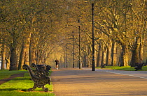Jogger in Hyde Park, early morning, London, England, UK.