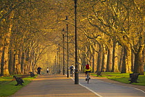 Joggers and cyclists in Hyde Park, early morning, London, England, UK.