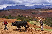 Farmer with ox-driven plough, nr Chincherro, above the Sacred Valley, nr Cusco, Peru
