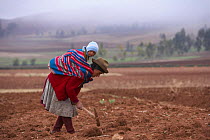 Quecha woman tilling a field while carrying baby in the morning mist. Pampasmojo, Marras, nr Cusco, Peru