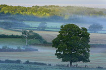 Misty morning on farmland nr Sherborne, Dorset, England, UK