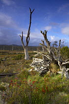 Dead trees, nr Cradle Mountain, Tasmania, Australia