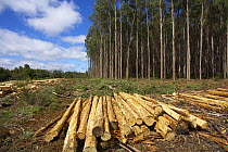 Logging, deforestation, nr Yolla, Cam Valley, north west Tasmania, Australia