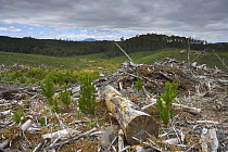 Logging, deforestation nr Yolla, Cam Valley, north west Tasmania, Australia