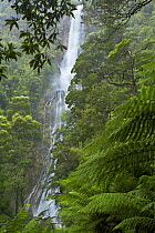 Montezuma Falls, a temperate rainforest waterfall nr Rosebery, western region of Tasmania, Australia