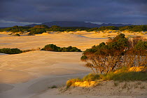 The Henty Dunes, nr Strahan, west coast, Tasmania, Australia