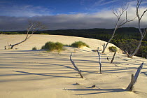 The Henty Dunes slowly encroaching on the inland forest, west coast, nr Strahan, Tasmania, Australia