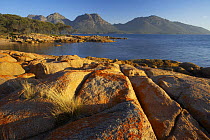 Red lichen on the rocks at Coles Bay with the Hazards beyond, Freycinet Peninsula, Freycinet National Park, east coast, Tasmania, Australia