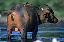 Male Forest Buffalo (Syncerus caffer nanus) defecating into Bai water, Odzala National Park, North Western Republic of Congo, Africa
