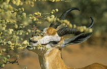 Male Springbok (Antidorcas marsupialis) browsing on flowers of (Acacia mellifora) Kalahari, Kgalagadi Transfrontier National Park, South Africa