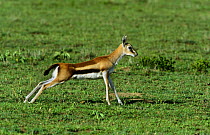 Thomson's Gazelle (Gazella thomsoni) on grass, stretching, East Africa