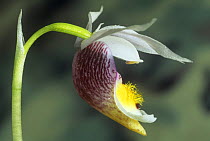 Fairy Slipper Orchid (Calypso Bulbosa) white form, Gulf of St. Lawrence, Canada