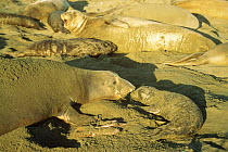Northern Elephant Seal (Mirounga angustirostris) with calf, Ano Nuevo State Reserve, California, USA