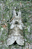 Pale tussock moth (Calliteara pudibunda) camouflaged on tree bark, Germany
