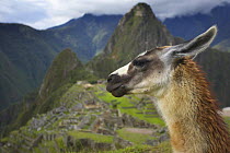 Llama in front of Inca ruins, Machu Picchu, Peru