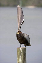 Brown Pelican {Pelecanus occidentalis} with beak raised, displaying distinctive pouch / gullet, Florida, USA