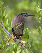 Green Heron {Butorides virescens} perching in tree, Florida, USA
