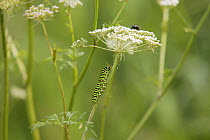 Swallowtail butterfly {Papilio machaon} caterpillar on its food plant Milk parsley (Peucedanum palustre)Norfolk, England