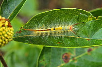 Caterpillar larva of White marked tussock moth (Orgyia leucostigma) on Buttonbush, Delaware, USA