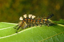 Caterpillar larva of the Common vapourer moth (Orgyia antiqua) Scotland, UK
