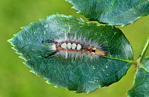 Caterpillar larva of the Common vapourer moth (Orgyia antiqua) UK