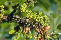 Caterpillar larva of Black arches moth (Lymantria monacha) amongst Oak tree flowers, UK