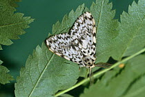 Black arches moth (Lymantria monacha) UK