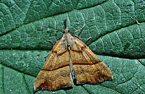 Snout moth (Hypena proboscidalis) UK