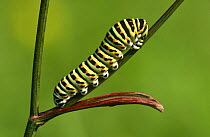 Caterpillar larva of Swallowtail butterfly (Papilio machaon) France