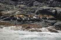 Group of Australian fur seals {Arctocephalus pusillus doriferous} resting on rocks, Montague Island, Namoora, New South Wales, Australia.