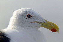 Southern Black Backed Gull {Larus dominicanus} head profile, New Zealand