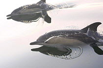 Short-beaked common dolphin (Delphinus delphis) at surface of calm water, Bay of Biscay, Atlantic Ocean.