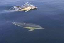 Short-beaked common dolphin {Delphinus delphis} Bay of Biscay, Atlantic Ocean.