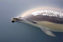 Bottlenosed dolphin {Tursiops truncatus}breathing out just below surface Bay of Biscay, Atlantic Ocean.