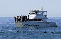 Tourists watching a group of Dusky dolphins {Lagenorhynchus obscurus} Kaikoura, New Zealand.