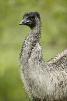 Emu {Dromaius novaehollandiae} Healesville reserve, Victoria, Australia