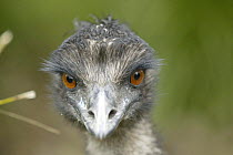 Emu {Dromaius novaehollandiae} face portrait, Healesville reserve, Victoria, Australia