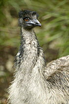 Emu {Dromaius novaehollandiae} Healesville reserve, Victoria, Australia