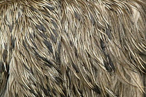 Emu {Dromaius novaehollandiae} close-up of feathers, Healesville reserve, Victoria, Australia
