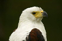 African Fish Eagle {Haliaeetus vocifer}