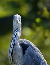 Grey Heron {Ardea cinerea} portrait, Norfolk broads, UK
