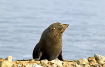 New Zealand fur seal {Arctophalus foresteri} Dunedin, New Zealand.