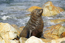 New Zealand fur seal {Arctophalus foresteri}  Dunedin, New Zealand.