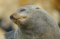 New Zealand fur seal {Arctophalus foresteri}  Dunedin, New Zealand.