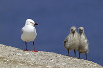 Silver Gull {Chroicocephalus novaehollandiae} adult with two chicks, Australia.