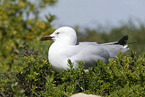 Silver Gull {Chroicocephalus novaehollandiae} sitting on nest, Australia.